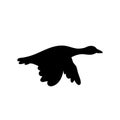 Flying bird black silhouette on isolated white background Royalty Free Stock Photo